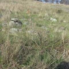 Lomandra multiflora (Many-flowered Matrush) at The Pinnacle - 25 Sep 2022 by sangio7