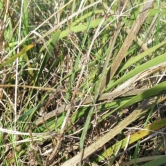 Lomandra multiflora at Molonglo Valley, ACT - 25 Sep 2022