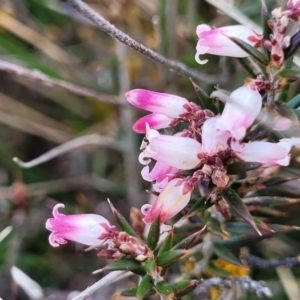 Lissanthe strigosa subsp. subulata at Mitchell, ACT - 26 Sep 2022