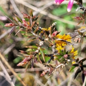 Lissanthe strigosa subsp. subulata at Mitchell, ACT - 26 Sep 2022