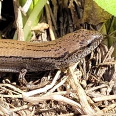 Hemiergis talbingoensis (Three-toed Skink) at Mitchell, ACT - 26 Sep 2022 by trevorpreston