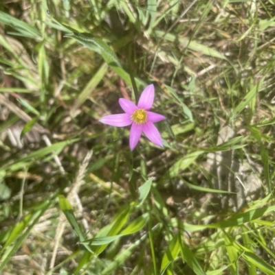 Romulea rosea var. australis (Onion Grass) at Molonglo Valley, ACT - 26 Sep 2022 by lbradley