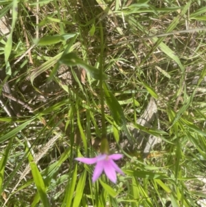 Romulea rosea var. australis at Aranda, ACT - 26 Sep 2022