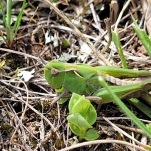 Perala viridis at Mitchell, ACT - 26 Sep 2022 12:41 PM