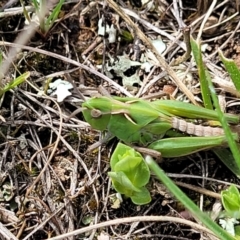 Perala viridis at Mitchell, ACT - 26 Sep 2022 12:41 PM