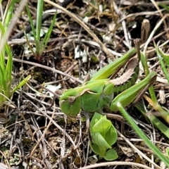 Perala viridis at Mitchell, ACT - 26 Sep 2022 12:41 PM