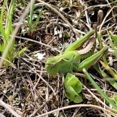 Perala viridis at Mitchell, ACT - 26 Sep 2022 12:41 PM