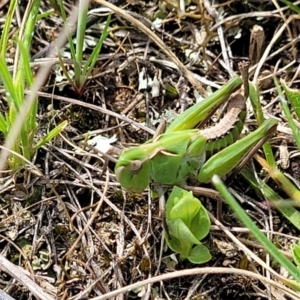 Perala viridis at Mitchell, ACT - 26 Sep 2022 12:41 PM