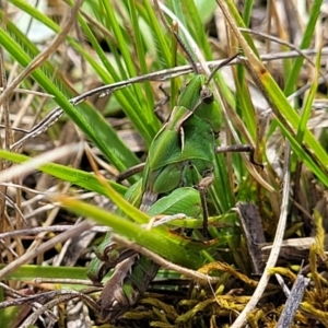 Perala viridis at Mitchell, ACT - 26 Sep 2022 12:41 PM