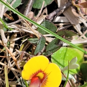 Bossiaea prostrata at Mitchell, ACT - 26 Sep 2022