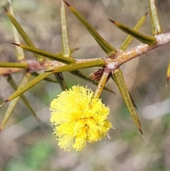 Acacia ulicifolia (Prickly Moses) at Mitchell, ACT - 26 Sep 2022 by trevorpreston