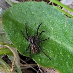 Venatrix sp. (genus) at Mitchell, ACT - 26 Sep 2022