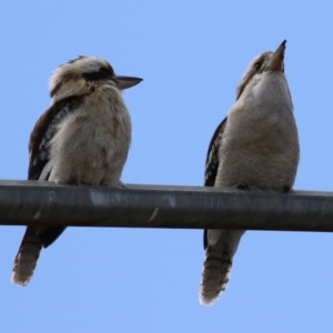 Dacelo novaeguineae at Greenway, ACT - 26 Sep 2022