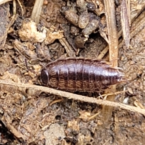 Philosciidae (family) at Mitchell, ACT - 26 Sep 2022 12:50 PM