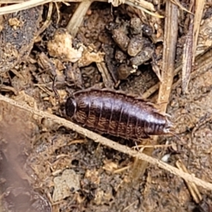 Philosciidae (family) at Mitchell, ACT - 26 Sep 2022 12:50 PM