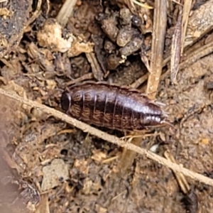 Philosciidae (family) at Mitchell, ACT - 26 Sep 2022 12:50 PM