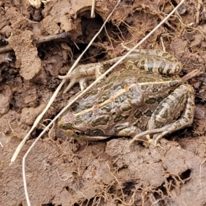 Limnodynastes tasmaniensis at Mitchell, ACT - 26 Sep 2022 12:53 PM