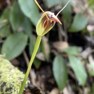 Pterostylis pedunculata at Paddys River, ACT - suppressed