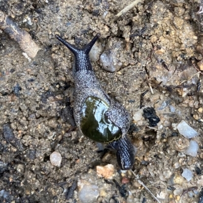 Helicarion cuvieri (A Semi-slug) at Tidbinbilla Nature Reserve - 26 Sep 2022 by PennyD