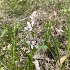 Wurmbea dioica subsp. dioica at Watson, ACT - 26 Sep 2022