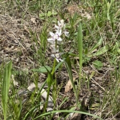 Wurmbea dioica subsp. dioica at Watson, ACT - 26 Sep 2022