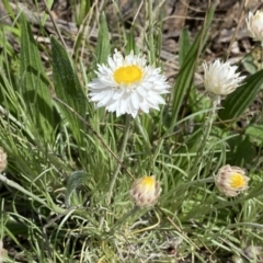 Leucochrysum albicans subsp. tricolor (Hoary Sunray) at Watson, ACT - 26 Sep 2022 by SteveBorkowskis