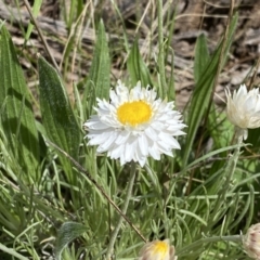 Leucochrysum albicans subsp. tricolor at Watson, ACT - 26 Sep 2022 10:55 AM