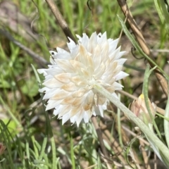 Leucochrysum albicans subsp. tricolor at Watson, ACT - 26 Sep 2022