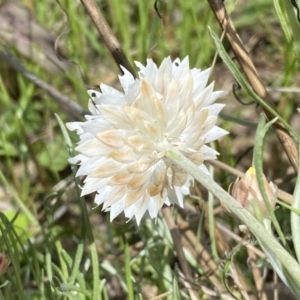 Leucochrysum albicans subsp. tricolor at Watson, ACT - 26 Sep 2022 10:55 AM