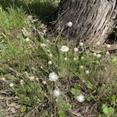 Leucochrysum albicans subsp. tricolor at Watson, ACT - 26 Sep 2022