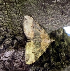 Epyaxa sodaliata (Sodaliata Moth, Clover Moth) at Mount Majura - 25 Sep 2022 by SteveBorkowskis