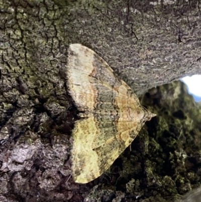 Epyaxa sodaliata (Sodaliata Moth, Clover Moth) at Watson, ACT - 26 Sep 2022 by SteveBorkowskis
