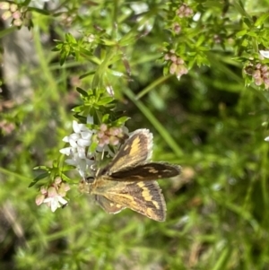 Taractrocera papyria at Watson, ACT - 26 Sep 2022 12:16 PM