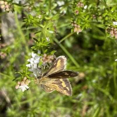 Taractrocera papyria (White-banded Grass-dart) at Mount Majura - 26 Sep 2022 by SteveBorkowskis