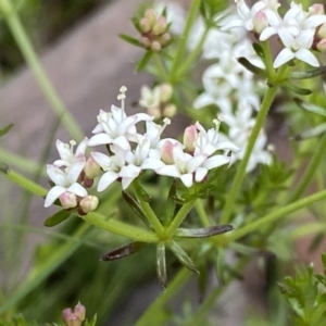 Asperula conferta at Watson, ACT - 26 Sep 2022 11:44 AM