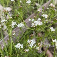 Asperula conferta at Watson, ACT - 26 Sep 2022