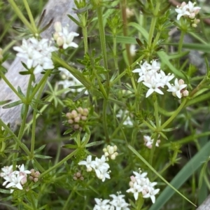 Asperula conferta at Watson, ACT - 26 Sep 2022