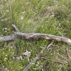 Asperula conferta at Watson, ACT - 26 Sep 2022