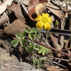 Oxalis sp. (Wood Sorrel) at Kybeyan State Conservation Area - 25 Sep 2022 by Steve_Bok