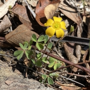 Oxalis sp. at Numeralla, NSW - 25 Sep 2022