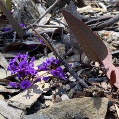 Hardenbergia violacea (False Sarsaparilla) at Numeralla, NSW - 25 Sep 2022 by SteveBorkowskis