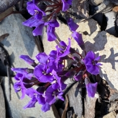 Hardenbergia violacea at Numeralla, NSW - 25 Sep 2022