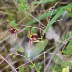 Caladenia actensis at suppressed - 26 Sep 2022