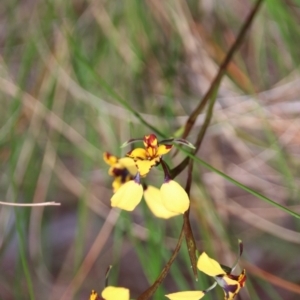 Diuris pardina at Hackett, ACT - suppressed