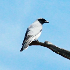 Coracina novaehollandiae (Black-faced Cuckooshrike) at Throsby, ACT - 26 Sep 2022 by davobj