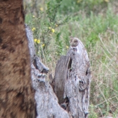 Aphelocephala leucopsis (Southern Whiteface) at Gelston Park, NSW - 25 Sep 2022 by Darcy