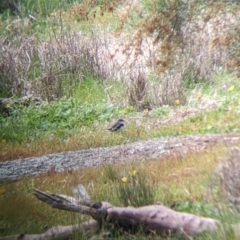 Stagonopleura guttata (Diamond Firetail) at Gelston Park, NSW - 26 Sep 2022 by Darcy