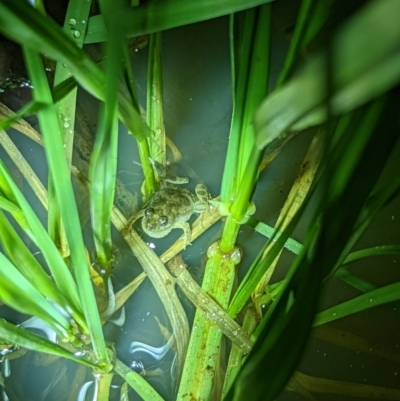 Crinia sloanei (Sloane's Froglet) at Baranduda, VIC - 21 Sep 2022 by DMeco