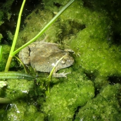 Crinia sloanei (Sloane's Froglet) at Wirlinga, NSW - 14 Sep 2022 by DMeco