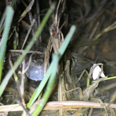 Crinia sloanei (Sloane's Froglet) at Wirlinga, NSW - 21 Sep 2022 by DMeco